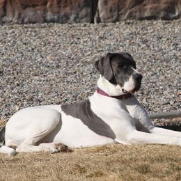 Martini - Great Dane