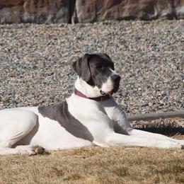 Martini - Great Dane