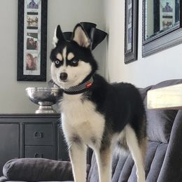 Pomsky Puppies from Pomsky Of Slidell