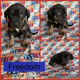 Freedom - Black male Catahoula Leopard Dog puppy in Forbes, Minnesota from North Country Catahoulas