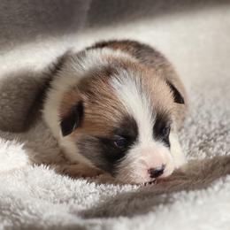 Drizzle - Red female Pembroke Welsh Corgi puppy in Morgantown, Pennsylvania from Goldstar Puppies (License Number 18519)