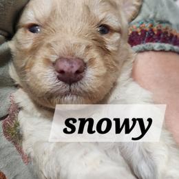 Snowy - Cream female Aussiedoodle puppy in Powder Springs, Georgia from My Classy Doodles