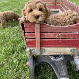 Australian Labradoodle Puppies from Wild Daisy Labradoodles