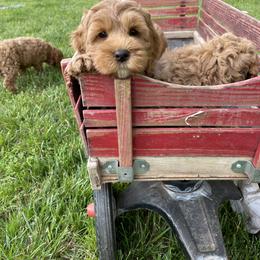 Australian Labradoodle Puppies from Wild Daisy Labradoodles