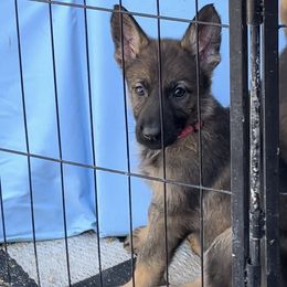 Dark pink collar female - Sable female German Shepherd puppy in Pahrump, Nevada from Wachhund Kennels