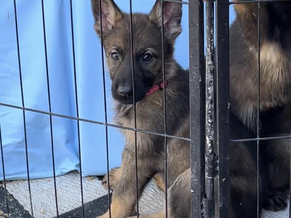 Dark Pink Collar, sable German Shepherd puppy
