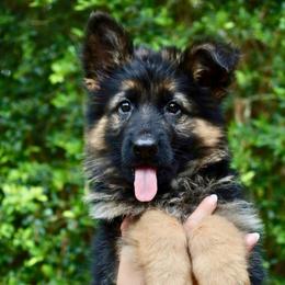 Jewel - Black and red female German Shepherd puppy in Canton, Texas from WILDWOOD GERMAN SHEPHERDS