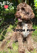 Cocoa