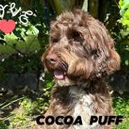 Cocoa - Australian Labradoodle