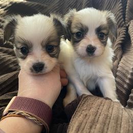 Papillon Puppies from Heart Mountain Kennels