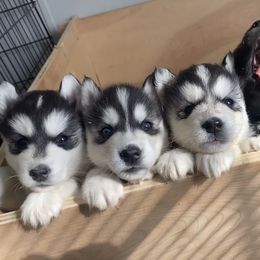 Siberian Husky Puppies from Douglas Mountain Farm and Kennel