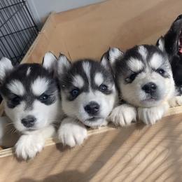 Siberian Husky Puppies from Douglas Mountain Farm and Kennel