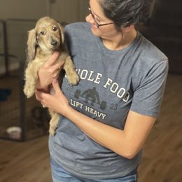 Dachshund Puppies from LovelylilDoxies