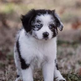 Toy Australian Shepherds from Rockin L Toy/Mini Aussies