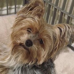 Nemma - Yorkshire Terrier