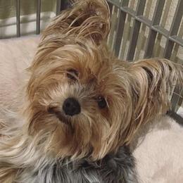 Nemma - Yorkshire Terrier