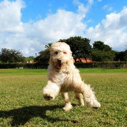 Australian Labradoodle All Grown Up from Seaspray Australian Labradoodles