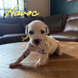 Havoc - LUA - White and black female Dalmatian puppy in Mount Vernon, Missouri from Spots & Spirals