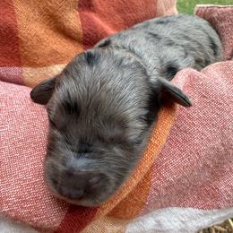 Female 3 - Blue merle female Aussiedoodle puppy in Lexington, Alabama from Johnson’s Highland Pride Aussiedoodles