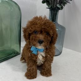 Mario - Red  male Goldendoodle puppy in Mint Hill, North Carolina from DoodleForever