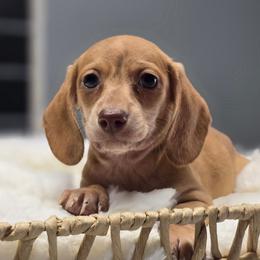 Valentina - Red female Dachshund puppy in Mcminnville, Tennessee from Red Barn Farms Minis