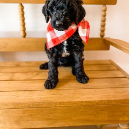 Boy 7 - Black Goldendoodle puppy in Valley Center, California from AweStrunk Farms
