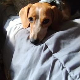 Zelle - Dachshund
