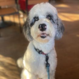 Remy  - Sheepadoodle