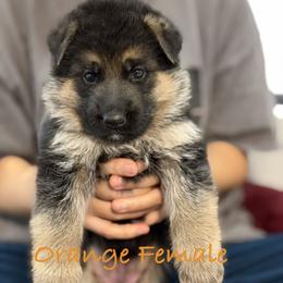 Orange - Black and red female German Shepherd puppy in Baldwin, New York from vom Hermes German Shepherds