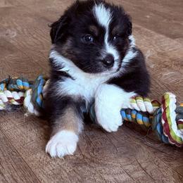 Charm - Black tri-color female Australian Shepherd puppy in Celina, Tennessee from CumberlandRidge Australian Shepherds