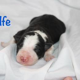 Wolfe - Black and white male Border Collie puppy in Cedartown, Georgia from Ferguson Border Collies