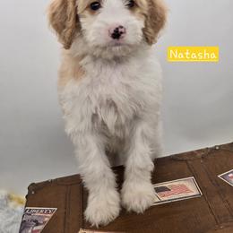 Bernedoodle and Goldendoodle Puppies from Granton Creek