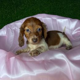 Susie - Piebald female Dachshund puppy in Lake City, Florida from My Ditzy Doxies of Florida