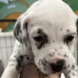 Girl 4 - White and liver brown Dalmatian puppy in West Lafayette, Indiana from Celestial Fyre Dalmatians