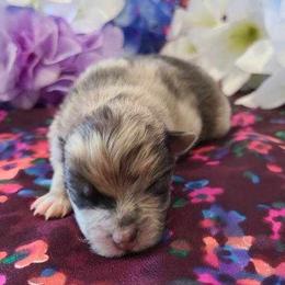 Pomeranian Puppies from Mckee's Pomeranians