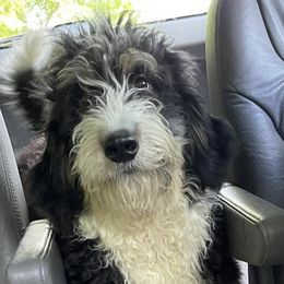 Luna - Bernedoodle
