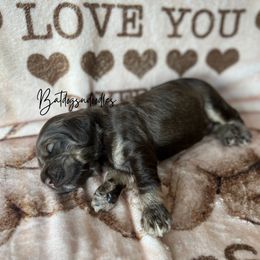 Cavapoo, Cockapoo, and French Bulldog Puppies from Batdogsndoodles
