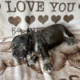 Cavapoo, Cockapoo, and French Bulldog Puppies from Batdogsndoodles