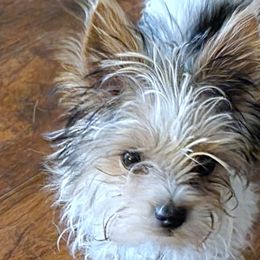 Shetland Sheepdogs and Yorkshire Terriers from Ioney's Southern Paws Shelties, Frenchies, and Yorkies