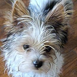 Shetland Sheepdogs and Yorkshire Terriers from Ioney's Southern Paws Shelties, Frenchies, and Yorkies