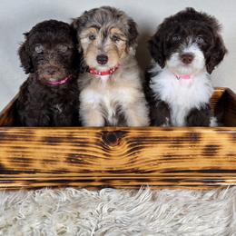Aussiedoodle Puppies from The Cuddly Dood Ranch