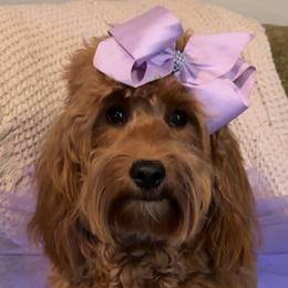 Goldendoodles from Hollywood Doodles