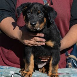 Glitch - Black and rust male Beauceron puppy in Medina, Ohio from Beaucerons Des Vents