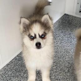 Lux - Gray and white female Pomsky puppy in Chino Valley, Arizona from Rose Peek Pomskies