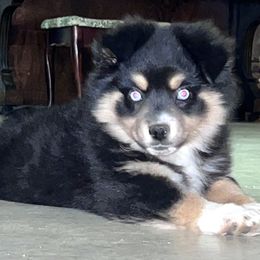 Alice - Black Miniature Australian Shepherd puppy in Jonesboro, Texas from A6 Mini Aussies
