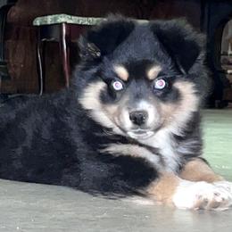 Alice - Black Miniature Australian Shepherd puppy in Jonesboro, Texas from A6 Mini Aussies