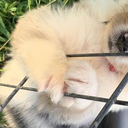 Australian Shepherd Puppies from Bunkhouse aussies