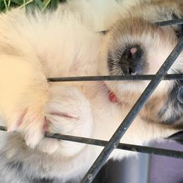 Australian Shepherd Puppies from Bunkhouse aussies