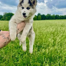 Siberian Husky Puppies from Red Top Huskies