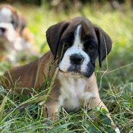 James From Tripillya - Fawn male Boxer puppy in Lebanon, Ohio from Kennel From Tripillya